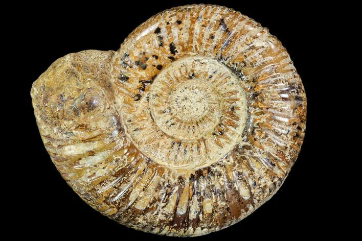 Polished Jurassic Ammonite (Perisphinctes) - Madagascar #104944